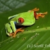 frog_tree_redeyed_tar_h_0597_cos0927.jpg
